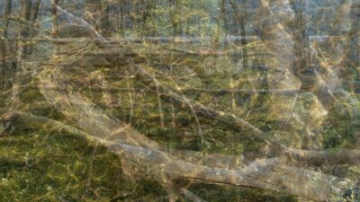 Wasser Erde 156x9056 mit Rand wald